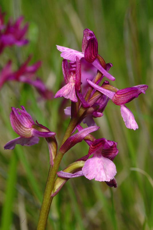 Orchis papilionacea e ibrido...